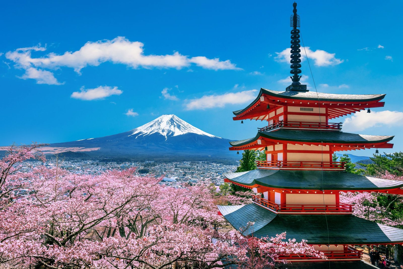 Mont Fuji et cerisiers en fleurs